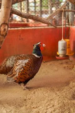 Poultry in a cage Stock Photos