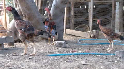 Poultry chicken and rooster Video stock 140404061