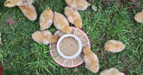 Poultry chicks gathered around feeding dish on grass in outdoor setting Stockbeeldmateriaal 337498747