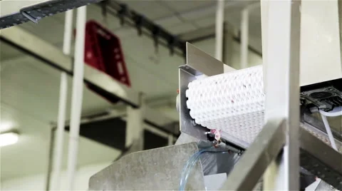 Poultry division line Stock Footage 56174875