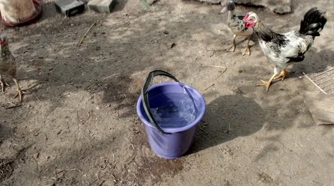 Poultry drinking water with buckets 스톡 동영상 54672015