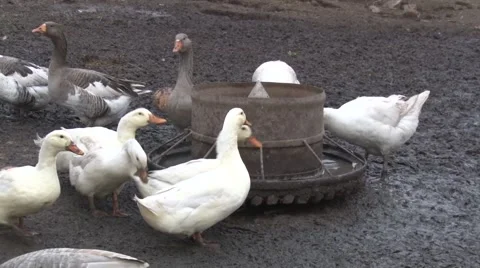Poultry eating in the yard Stock-Footage 47872259
