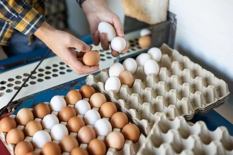 Poultry egg collection system in chicken farm Stock Photos