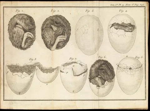 Poultry egg hatching process Stock Photos
