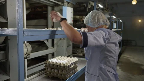 Poultry Factory Worker Sorting White Chicken Eggs On Cartons In Storage Room Stock Footage 249695449