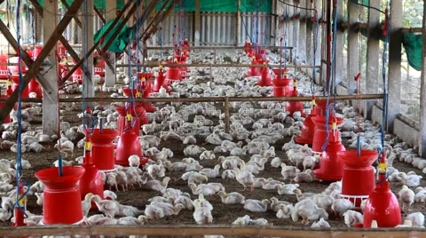 Poultry Farm-1 Stock Footage 43680035