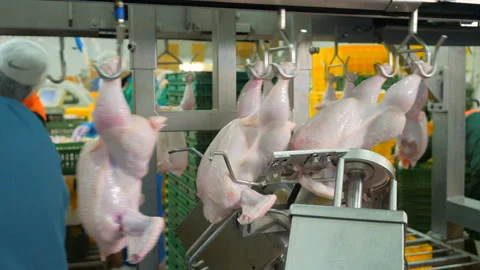 Poultry farm. Chicken meat processing conveyor. Stock Footage 101029236