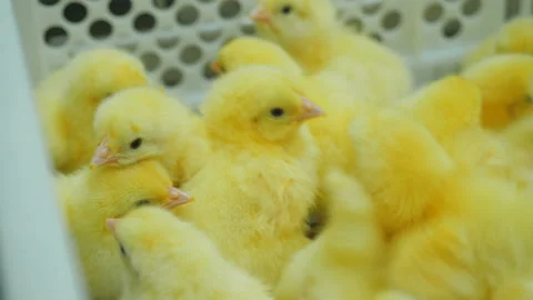 Poultry farm. Chickens on the conveyor. Stock Footage 101029316