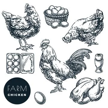 Poultry farm design elements. Hen, rooster and eggs on white background. Chic Illustrazione stock
