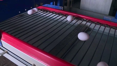 Poultry farm, egg conveyor 库存影片 121949838