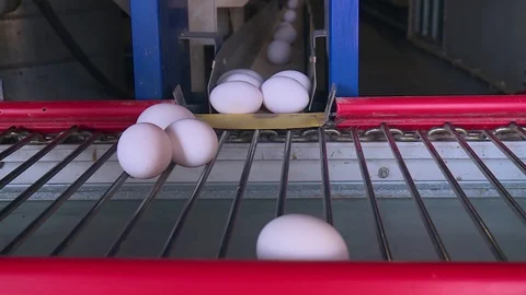 Poultry farm, egg conveyor Stock-Footage 121949879