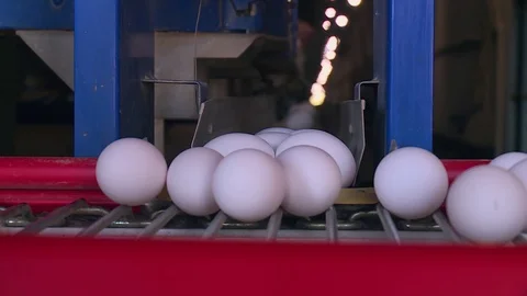Poultry farm, egg conveyor 動画素材 121949886