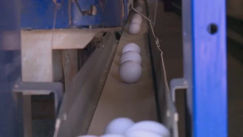 Poultry farm, egg conveyor Stockbeeldmateriaal 121949909
