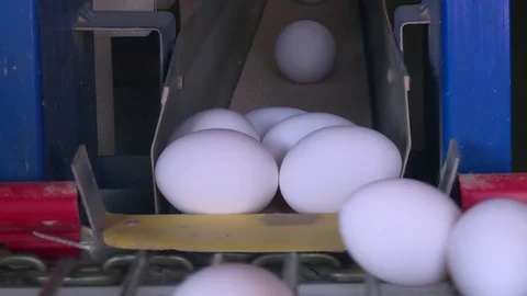 Poultry farm, egg conveyor 動画素材 121949913