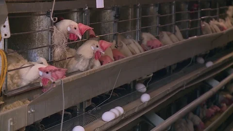 Poultry farm, egg conveyor Stock Footage 121949931