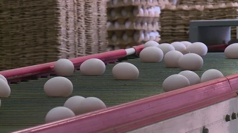 Poultry farm, egg conveyor Видео 121949936