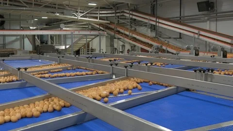 Poultry Farm Eggs Conveyor Stock Footage 92632734