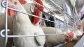 Poultry farm HD Footage