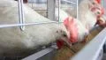 Poultry farm HD Footage