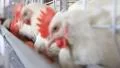 Poultry farm HD Footage