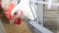 Poultry farm HD Footage
