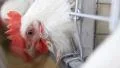 Poultry farm HD Footage