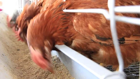 Poultry farm Stock Footage