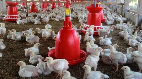 Poultry Farm Video stock 43638483