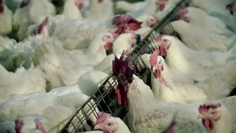 Poultry farm Video stock 79351266