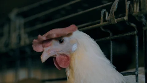 Poultry farm 스톡 동영상 94154494