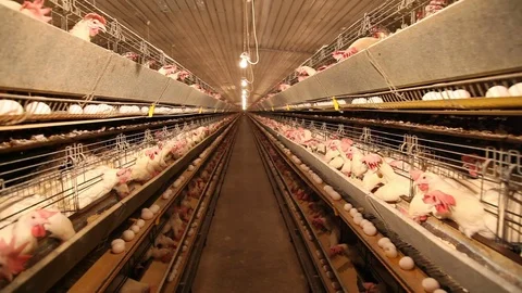 Poultry farm Stock-Footage 94154582