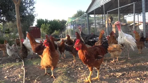 Poultry in the farm Stock Footage 127244853