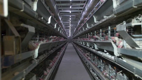 Poultry farm Stock Footage 159122088