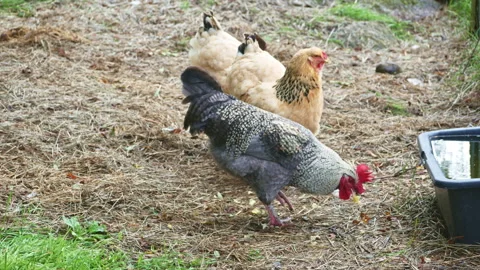 Poultry on Farm Stock Footage 160285348