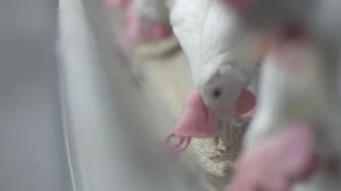 Poultry farm Stock Footage 195859188