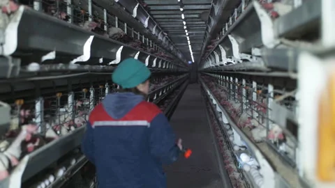 Poultry farm 스톡 동영상 239710346