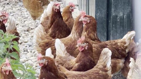 Poultry farm hen head turning slow motion 库存影片 334106900