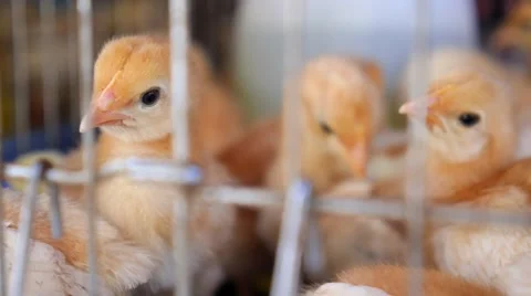 Poultry Farm. Little Chicken Broilers in Pet Shop for Sale Stock-Footage 52560070