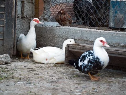 Poultry at farm Stockfoto's