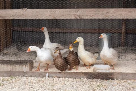 Poultry farm Stock Photos