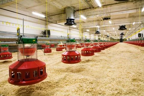 Poultry farm Stock Photos