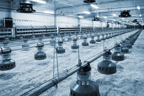 Poultry farm Stock-Fotos