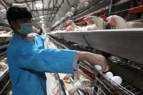 Poultry farm processing birds and eggs in Kandahar, Afghanistan - 23 Dec 2023 스톡 사진