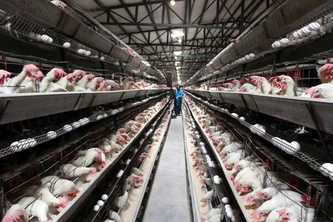 Poultry farm processing birds and eggs in Kandahar, Afghanistan - 23 Dec 2023 Foto stock
