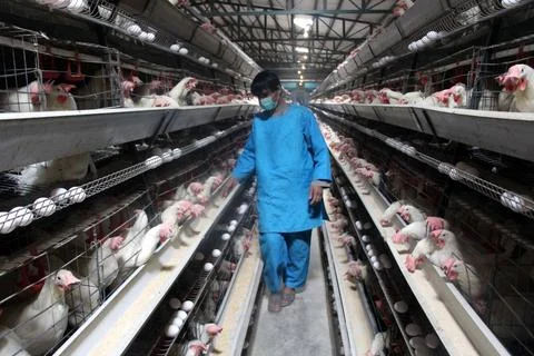 Poultry farm processing birds and eggs in Kandahar, Afghanistan - 23 Dec 2023 스톡 사진