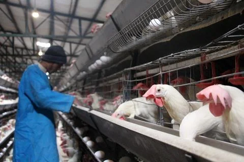 Poultry farm processing birds and eggs in Kandahar, Afghanistan - 23 Dec 2023 스톡 사진
