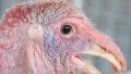 Poultry farm. Turkey HD Footage