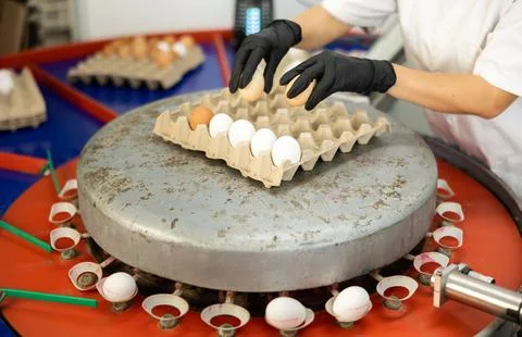Poultry farm worker sorting eggs by size and packing in trays Stock Photos