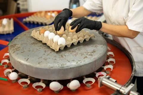 Poultry farm worker sorting eggs by size and packing in trays Stock Photos