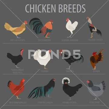 Poultry farming. Chicken breeds icon set. Flat design Stock Illustration